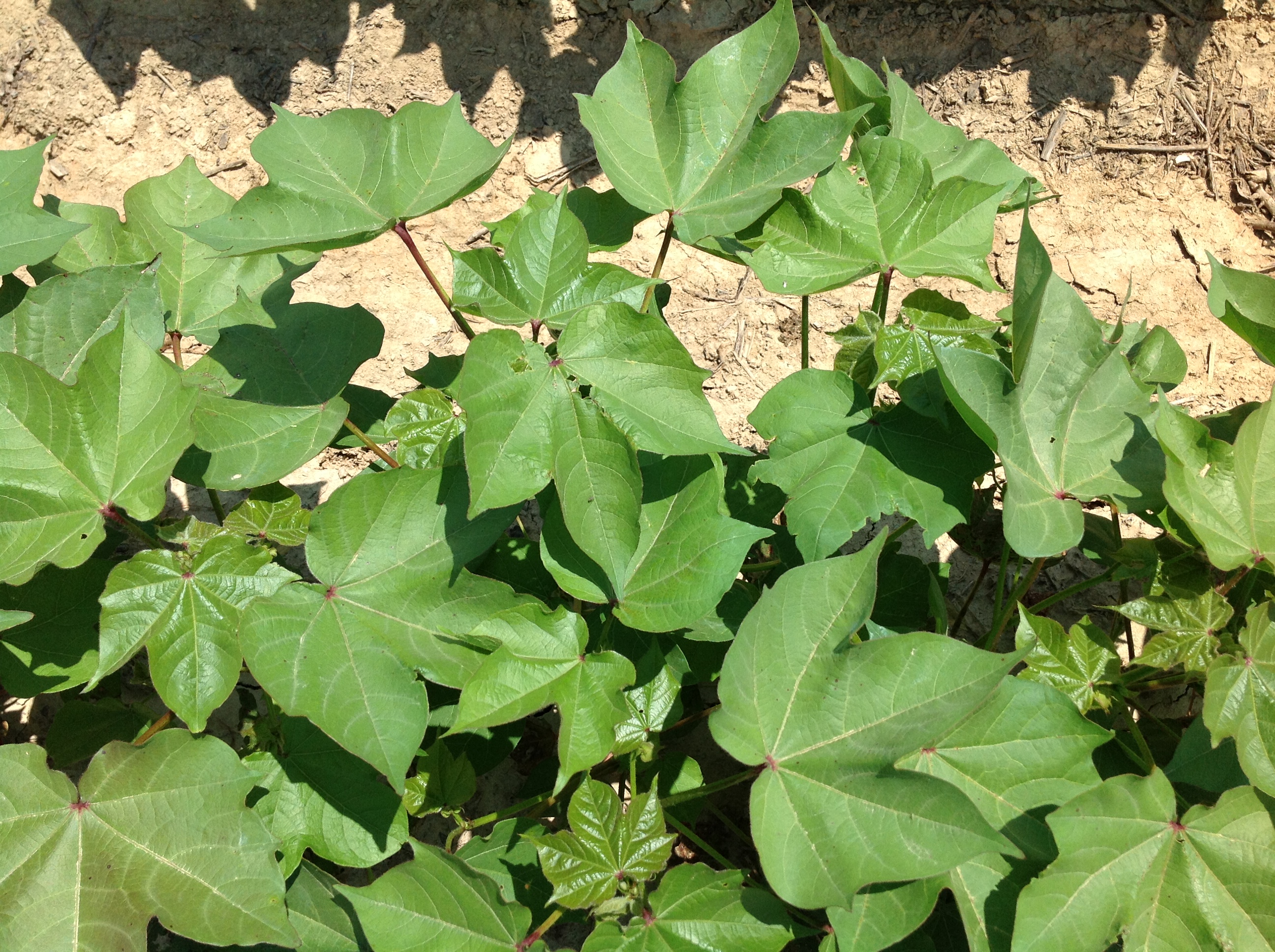 Cotton Leaf Stages.jpg